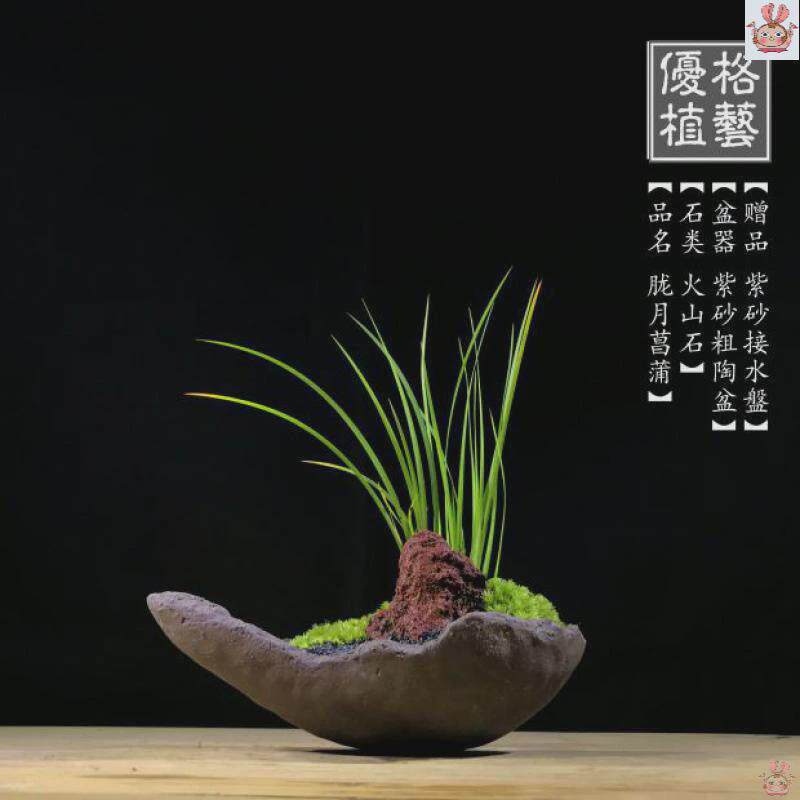 苔藓创意禅意室内日式文竹盆景菖蒲微型茶几盆栽茶桌小盆栽紫砂