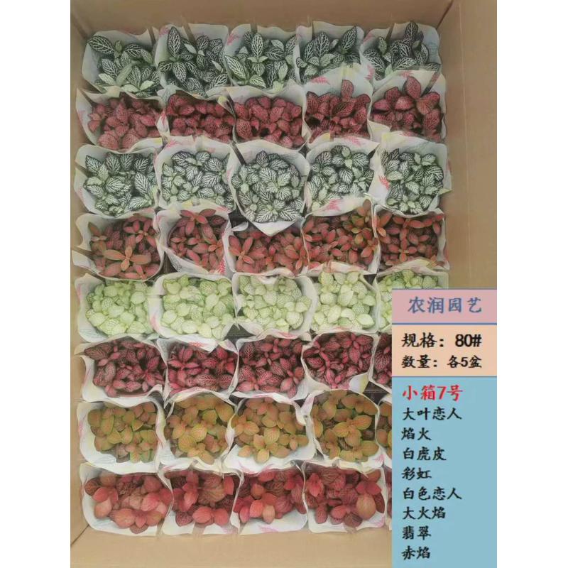 【基地直供】观叶植物网纹草小盆栽网纹绿植小箱微景观草混装