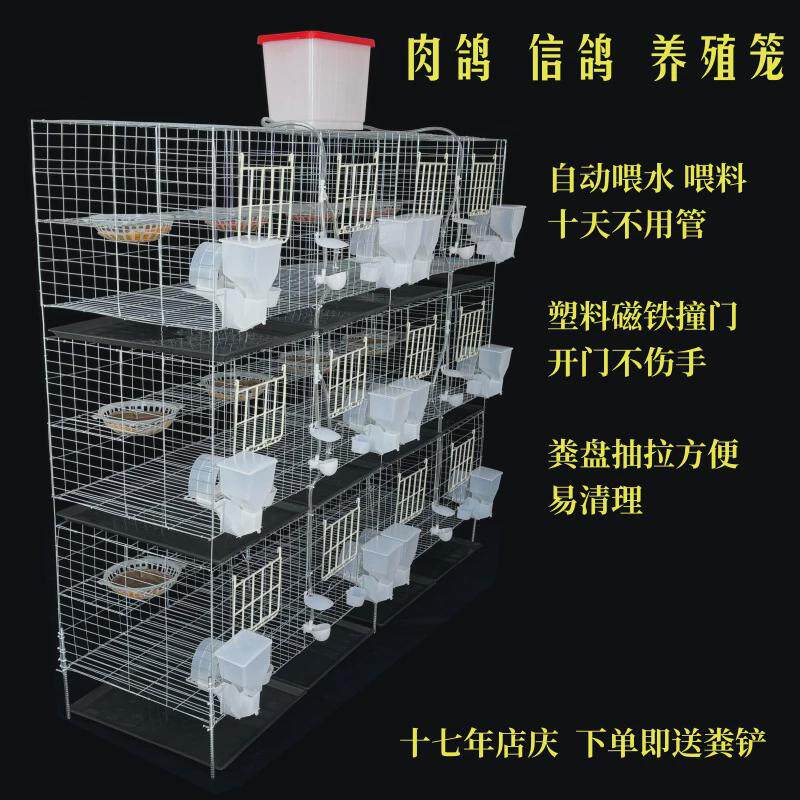新品加粗水带信鸽养殖笼配对笼12笼位自动喂食喂肉鸽拖粪盘塑料门
