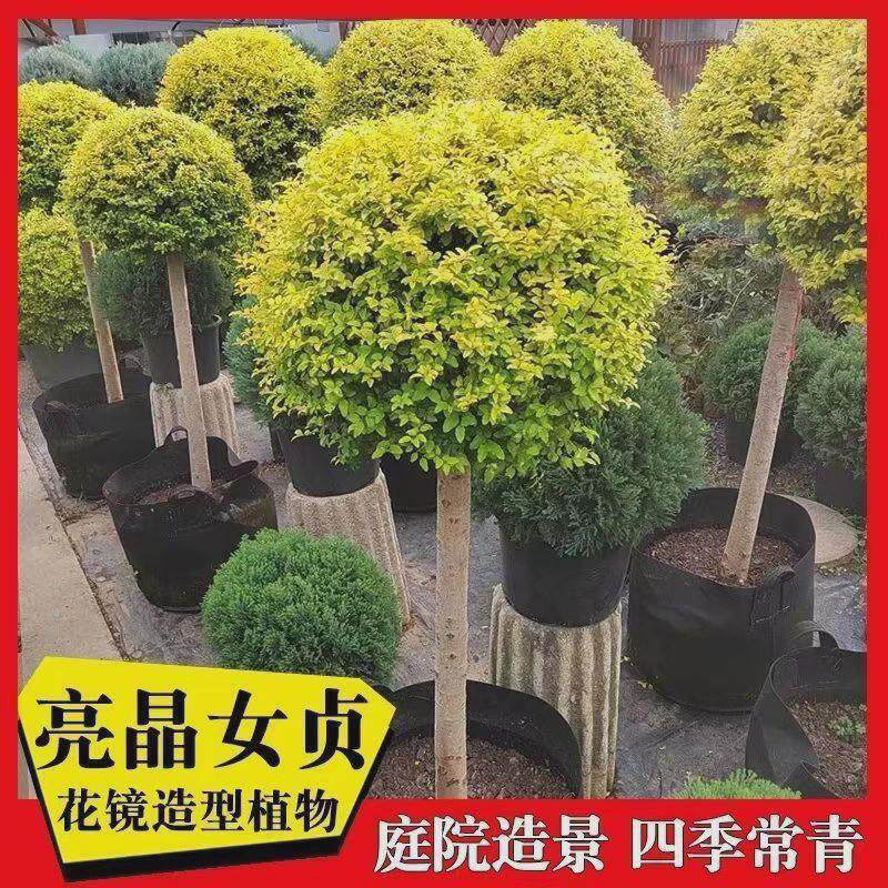 棒棒糖别墅晶女贞亮花池四季常青高杆小叶女贞庭院风景楼顶绿化