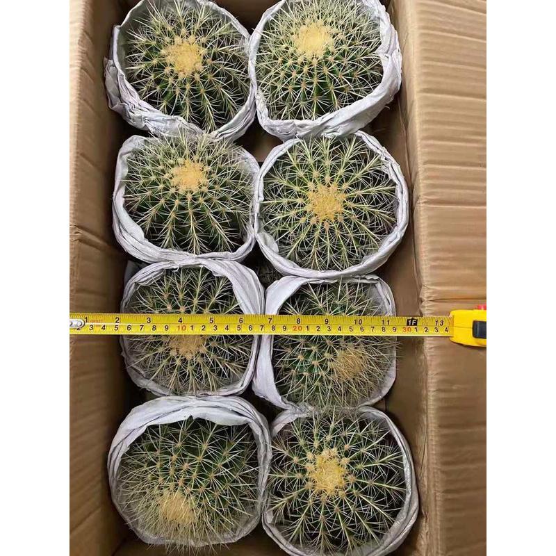 基地直供仙人球多肉植物花卉居家绿植花卉盆栽金琥8装