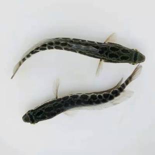 杂交黑鱼苗快大乌鱼苗生鱼苗乌鳢鱼苗财鱼苗淡水20公分黑鱼苗