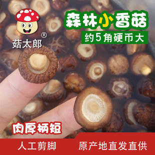 新货15年菌珍珠厂家直销特小香菇干货新货金钱菇迷你冬菇菇菇直供