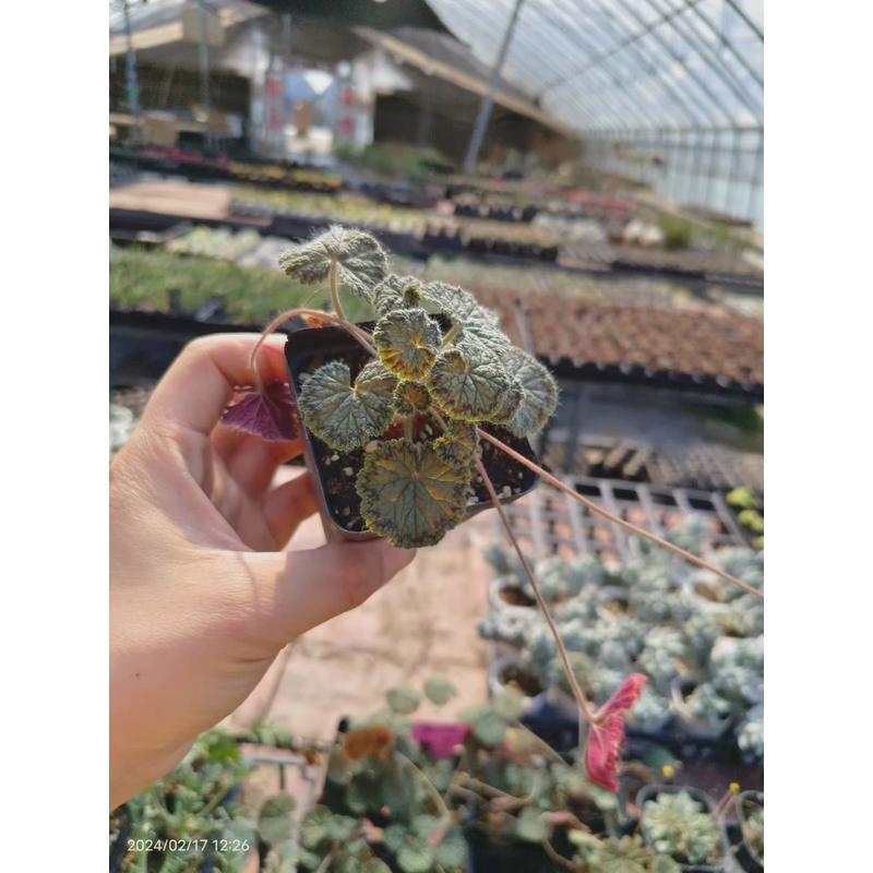 圆叶洋葵菊属块根植物仙人球绿植懒人多肉