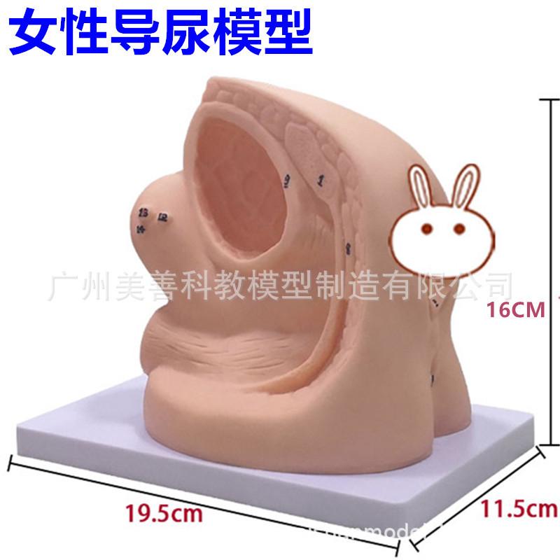 简易男女性导尿导尿男/女性模型模型产妇生殖导尿培训模型
