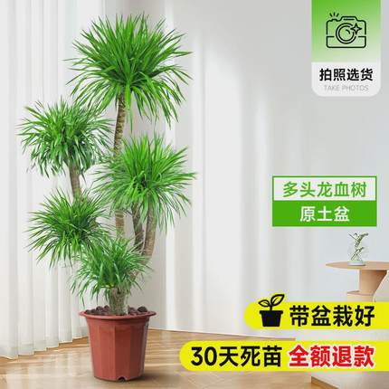龙血树客厅绿植多头龙须树室内盆栽真旺宅树落地式大号大型花盆景