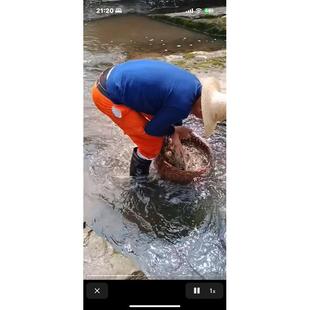 新货正宗河南信阳大别山道地药材 新货水洗纯野生 猫爪草/小毛茛