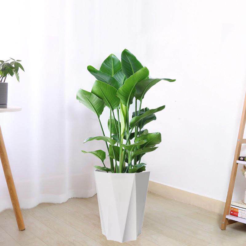 天堂鸟植物大室内大型四季绿植花卉大叶办公室好养活客厅鹤望兰