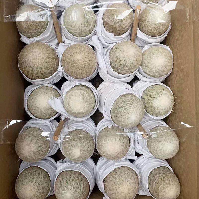 【基地直供】小盆栽仙人球室内老仙人球植物多肉植物乐