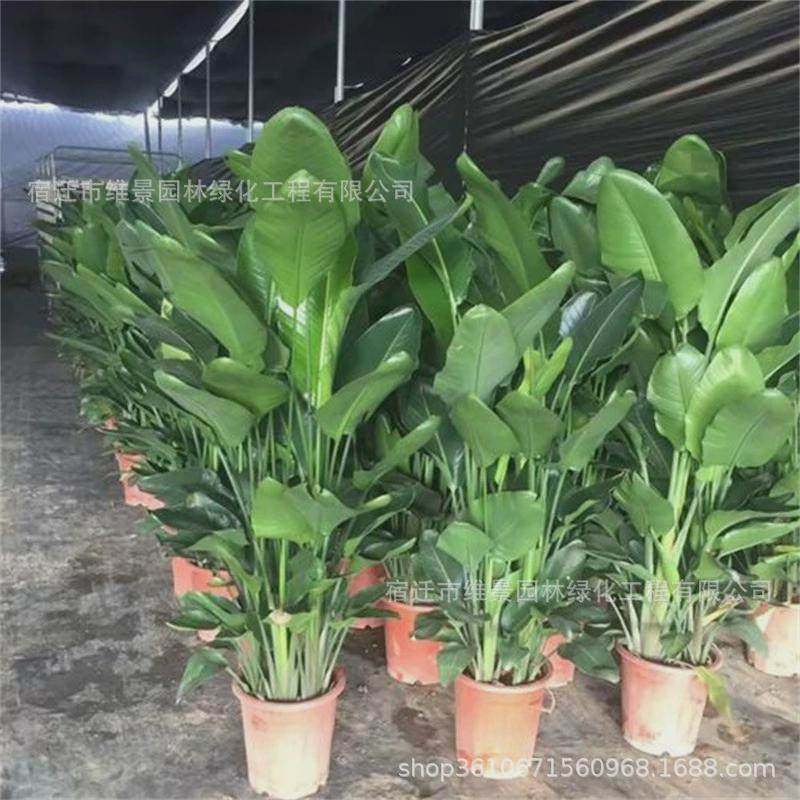 天堂鸟盆栽客厅落地耐寒植物大型室内喜阴新奇观叶四季常青绿植