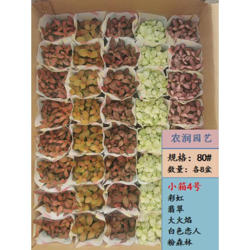 【基地直供】观叶植物网纹草混装微景观绿植小箱网纹草小盆栽