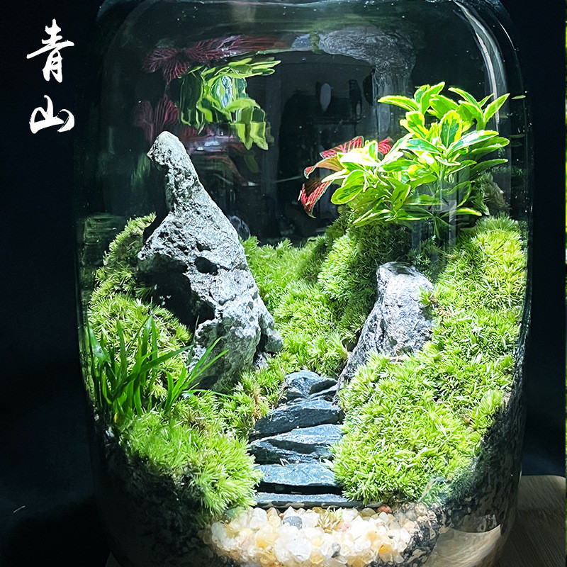 创意苔藓微景观摆件生态瓶办公室桌面生态缸绿植造景盆景直售代发