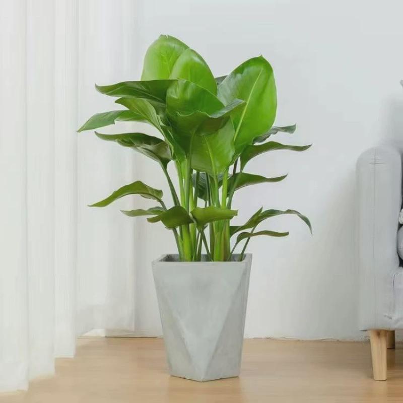 天堂鸟大型植物包邮绿植盆栽室内客厅真鹤望兰花卉好养易活盆景鸟