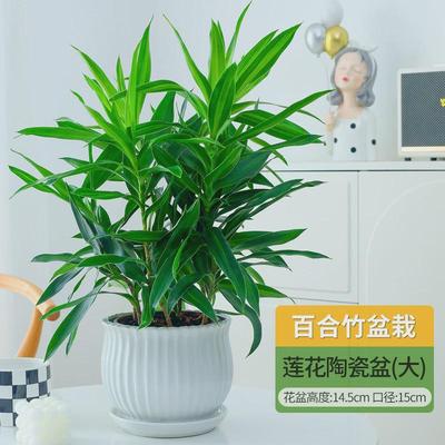 百合竹客厅绿植盆栽富贵竹室内真花桌面耐阴植物阳台花卉净化空气