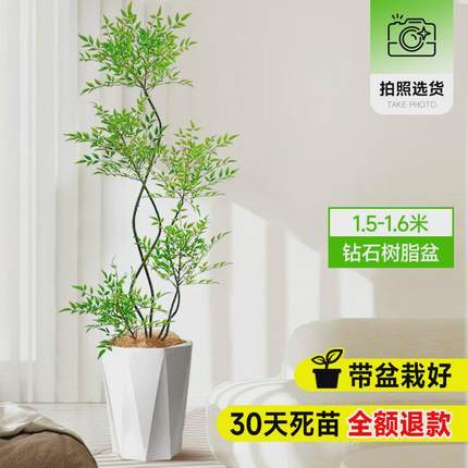 南天竹盆栽客厅真树绿植办公室内沙发边大型落地旺真宅花大号禄植