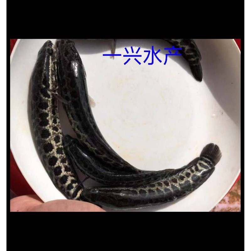 杂交黑鱼苗优质生鱼乌鱼苗淡水好养殖财鱼苗乌鳢鱼苗包活黑鱼鱼苗