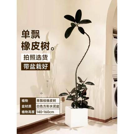 黑金刚橡皮树真大盆栽绿植办公室内大型植物落地式大号客厅花禄植