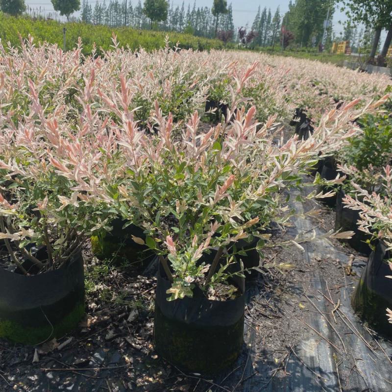 彩叶杞柳盆栽彩叶柳妃庭院花镜造景多年生灌木植物色彩艳丽包邮图片