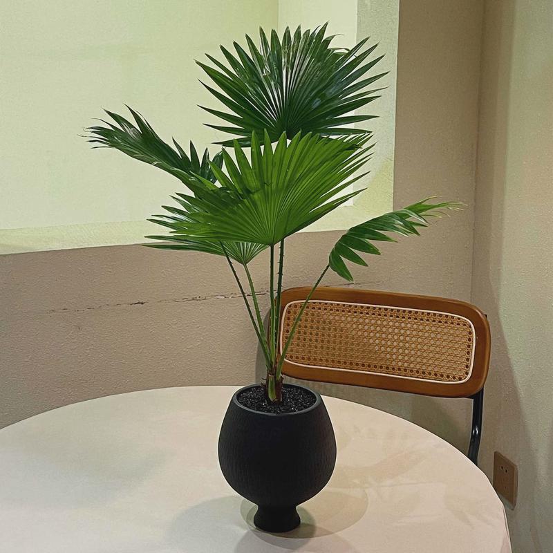 北欧风格蒲葵盆栽室内客厅阳台走廊造景绿植净化空气好养活植物