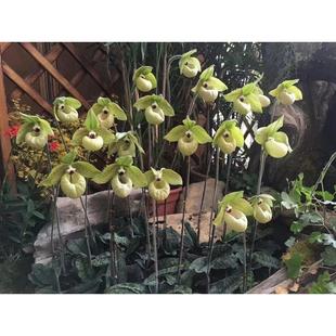 万峰绿缘兰花 实生苗原生种-麻栗坡兜兰