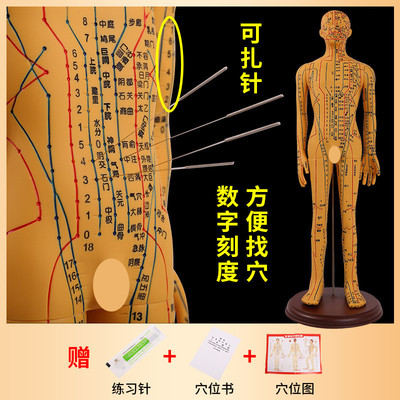 针灸穴位人体模型全身中医十二经络图铜人模特图可扎针练习小皮人