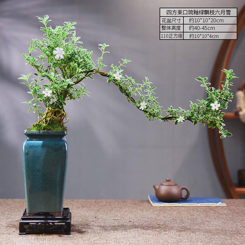 飘枝六月雪盆栽提跟室内绿植盆栽桌面好养植物中式古风盆景摆件
