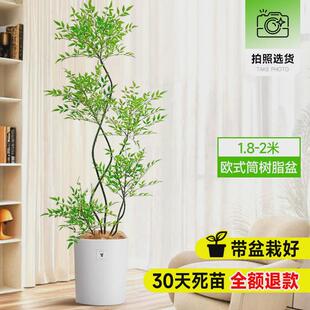 南天竹盆栽落地真树绿植办公室内沙发边大型客厅旺宅真花大号禄植