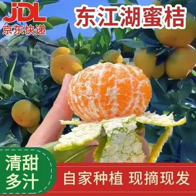 正宗湖南东江湖蜜桔青皮橘子