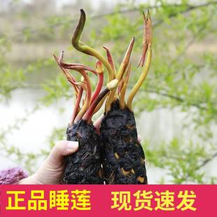 大睡莲根块池塘睡莲花水培植物四季 莲花盆栽水养花卉荷花睡莲根茎