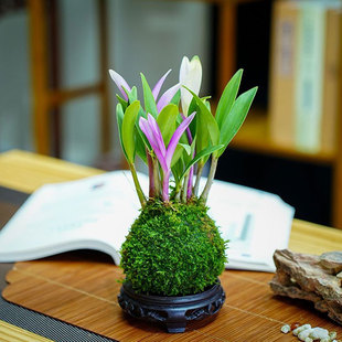 七彩香水石斛兰冬带花苞水培开花浓香室内桌面绿植改善睡眠花卉