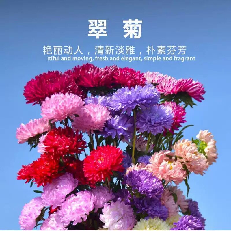 矮翠菊种子大花好养的花种籽庭院花籽花种籽四季易种开花室外花种