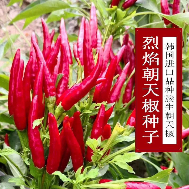 朝天椒种子小米椒早熟辣椒种籽超辣阳台盆栽四季播种农家蔬菜种子