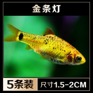 包邮金条灯鱼灯科鱼群游鱼招财鱼红绿灯观赏热带鱼易养灯鱼
