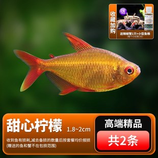 甜心柠檬灯鱼南美热带鱼巴西进口稀有鱼草缸群游鱼高端鱼群红绿灯