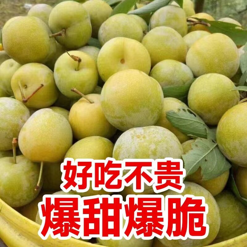 四川五月脆脱骨李子新鲜