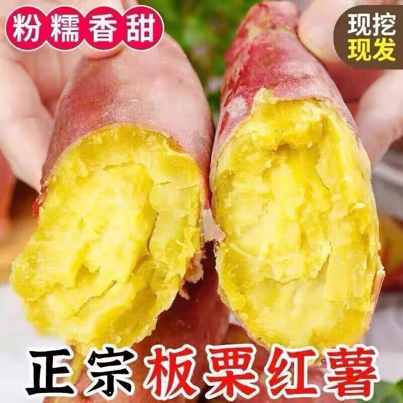 新鲜现挖沙地板栗红薯软糯香甜无筋无丝新鲜地瓜番薯代餐粗粮