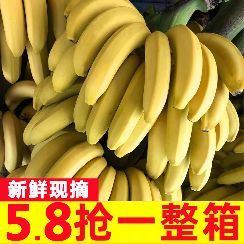 云南高山香蕉新鲜水果当季
