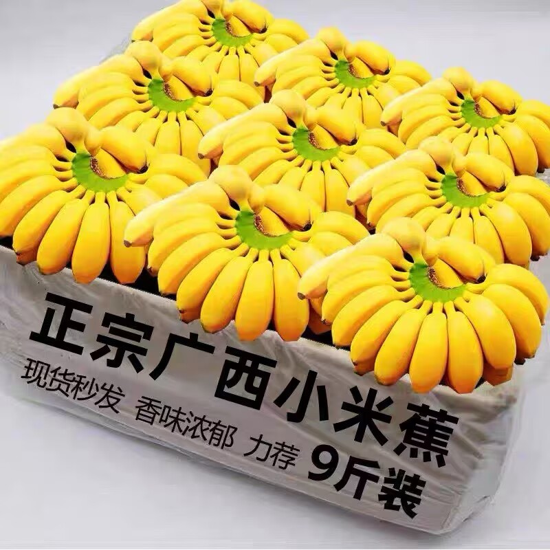 广西小米蕉当季新鲜水果