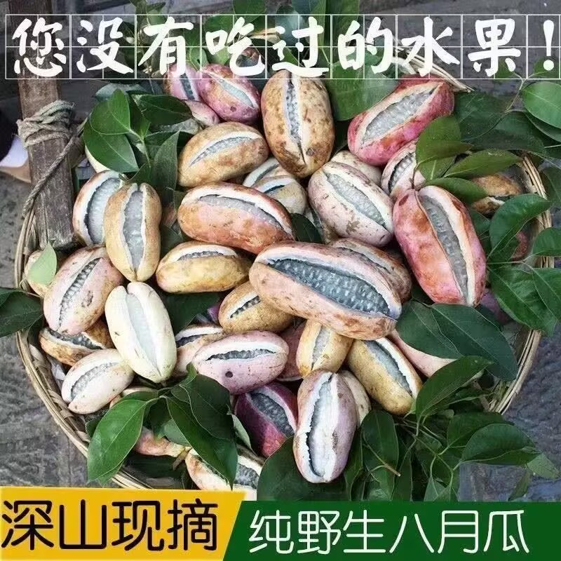 现摘野生八月瓜九月炸水果