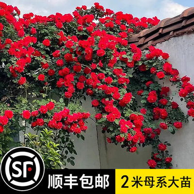 【2米大苗】蔷薇花苗藤本月季特大花爬藤植物四季开花卉盆栽玫瑰