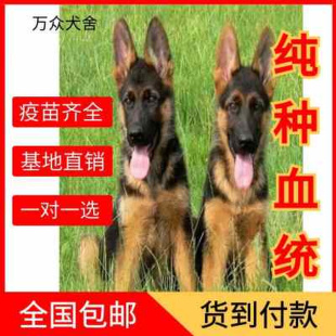 德国牧羊犬 德牧幼犬纯种 看家护院 黑背犬幼犬 赛级弓背德牧幼犬