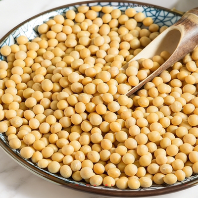 发豆芽黄豆生黄豆芽豆专用黄豆种子小金黄非转基因黑豆芽苗菜种籽