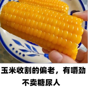 老式笨玉米真空老品种笨玉米糯玉米新鲜即食山西忻州低糖老棒子