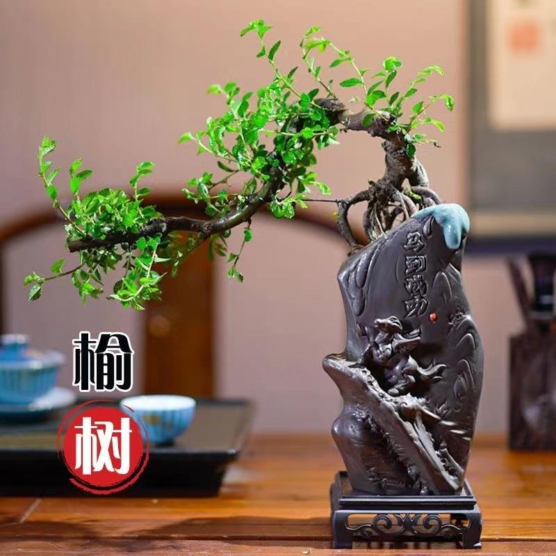 小叶榆树老桩榔榆提根造型盆景花卉绿植客厅公室桌面植物新中式