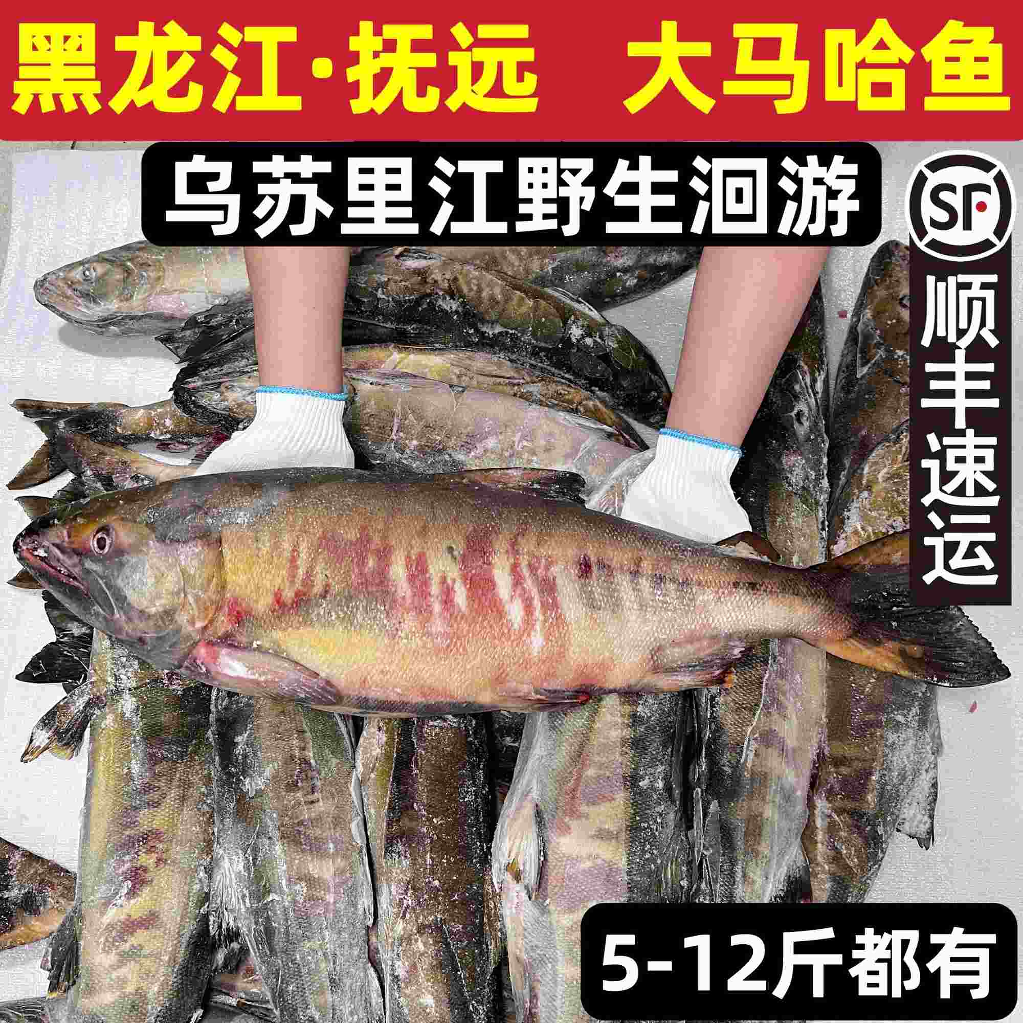 大马哈鱼国产冷冻新鲜洄游淡水整条黑龙江佳木斯抚远东北特产