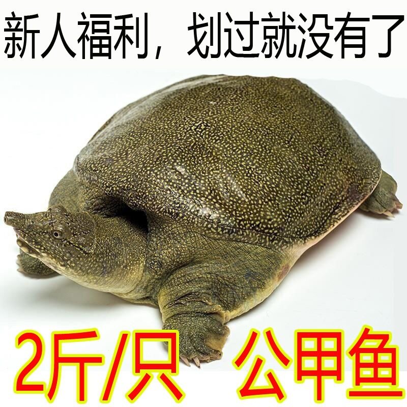 【足斤】新鲜大甲鱼活体鲜活水鱼团鱼王八中华鳖苗可食用甲鱼鲜活