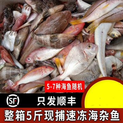 新鲜冷冻各种海杂鱼深组合捕