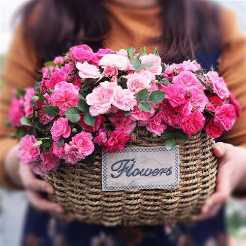 月季花苗心上人/恋人印记迷你玫瑰室内四季月季很迷你丰花