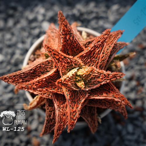 名品园艺芦荟 Aloe Hybrids 精品精选超级芦荟每周三更新