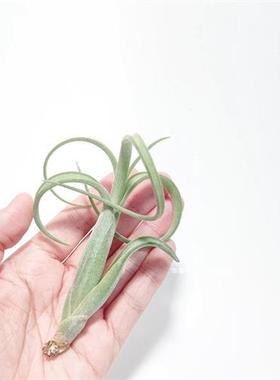 空气凤梨花中花Tillandsia intermedia无土植物室内阳台花卉绿植